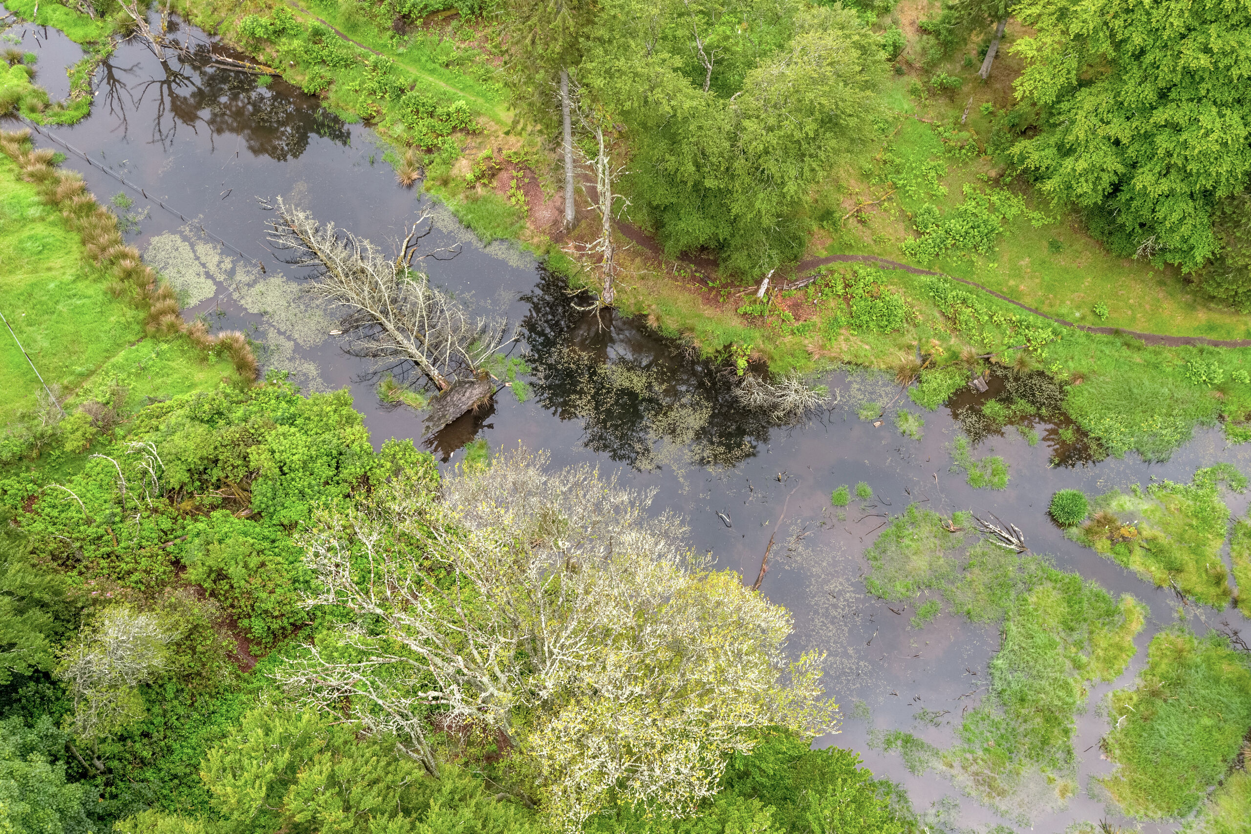 Beaver created wetland amongst woodland and farmland on Bamff Estate, Scotland