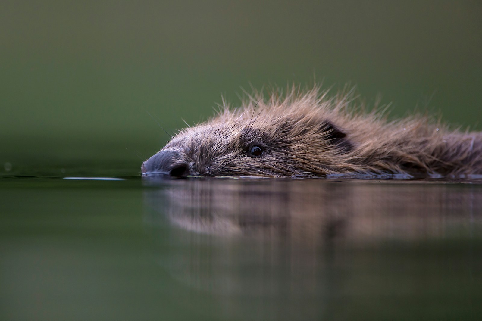 Beaver Swimming