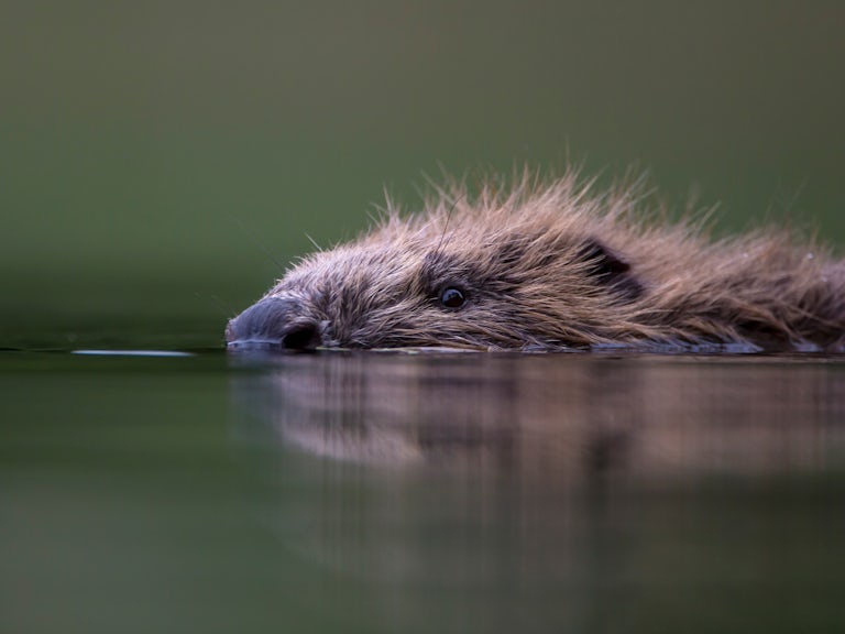 Beaver Swimming