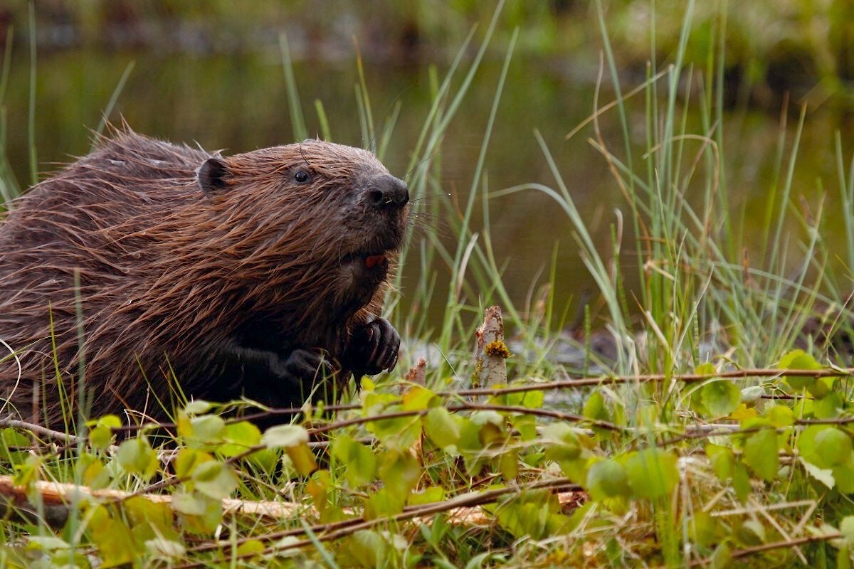 Beaver in wetland vegetation