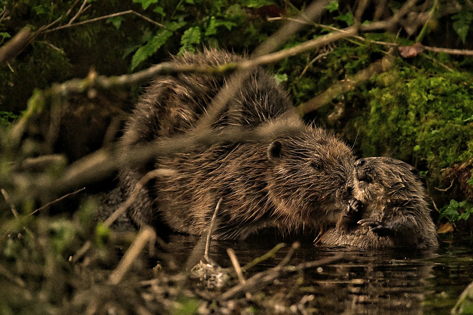 Beavers at Cabilla Cornwall