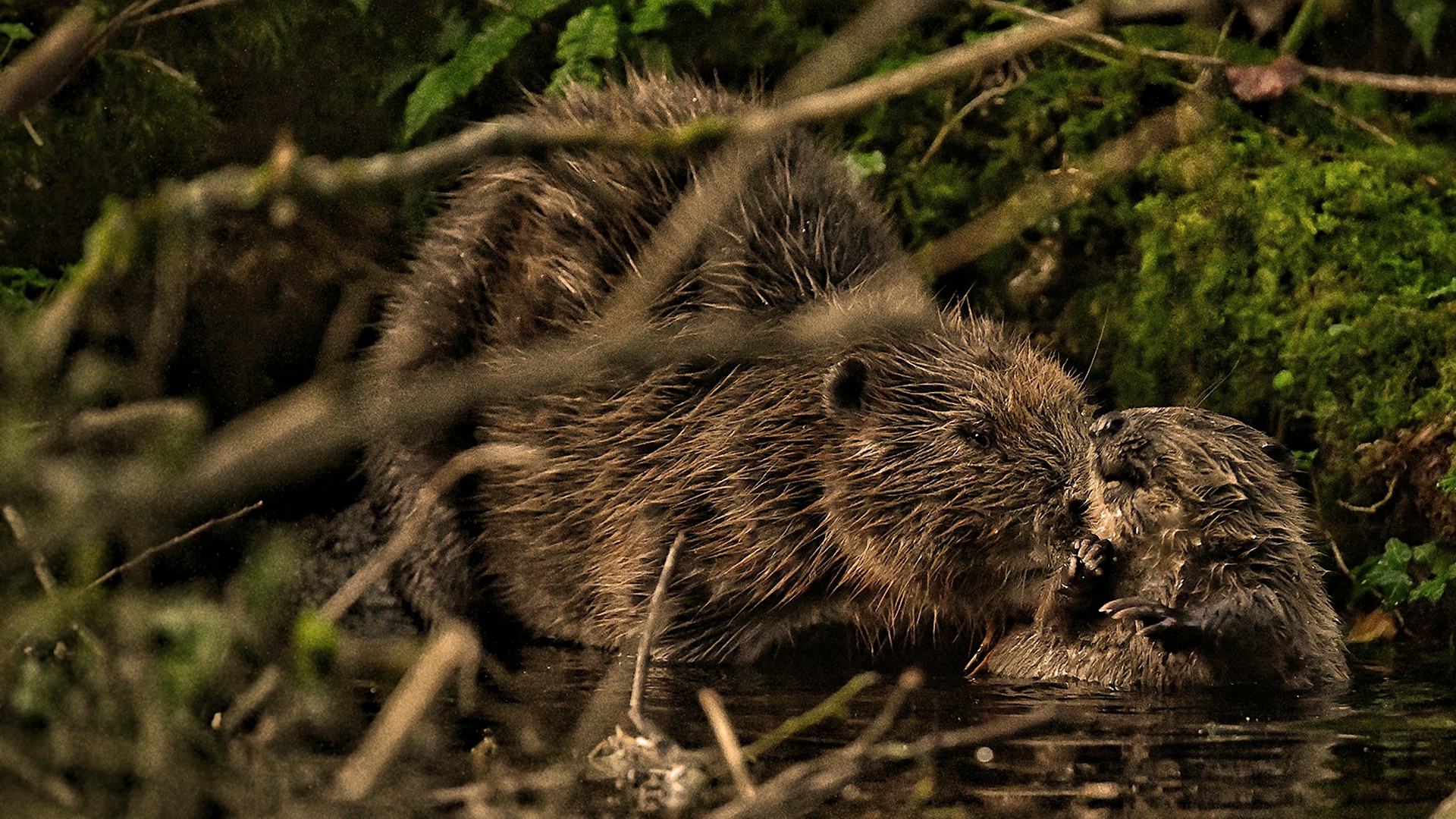 Beavers at Cabilla Cornwall