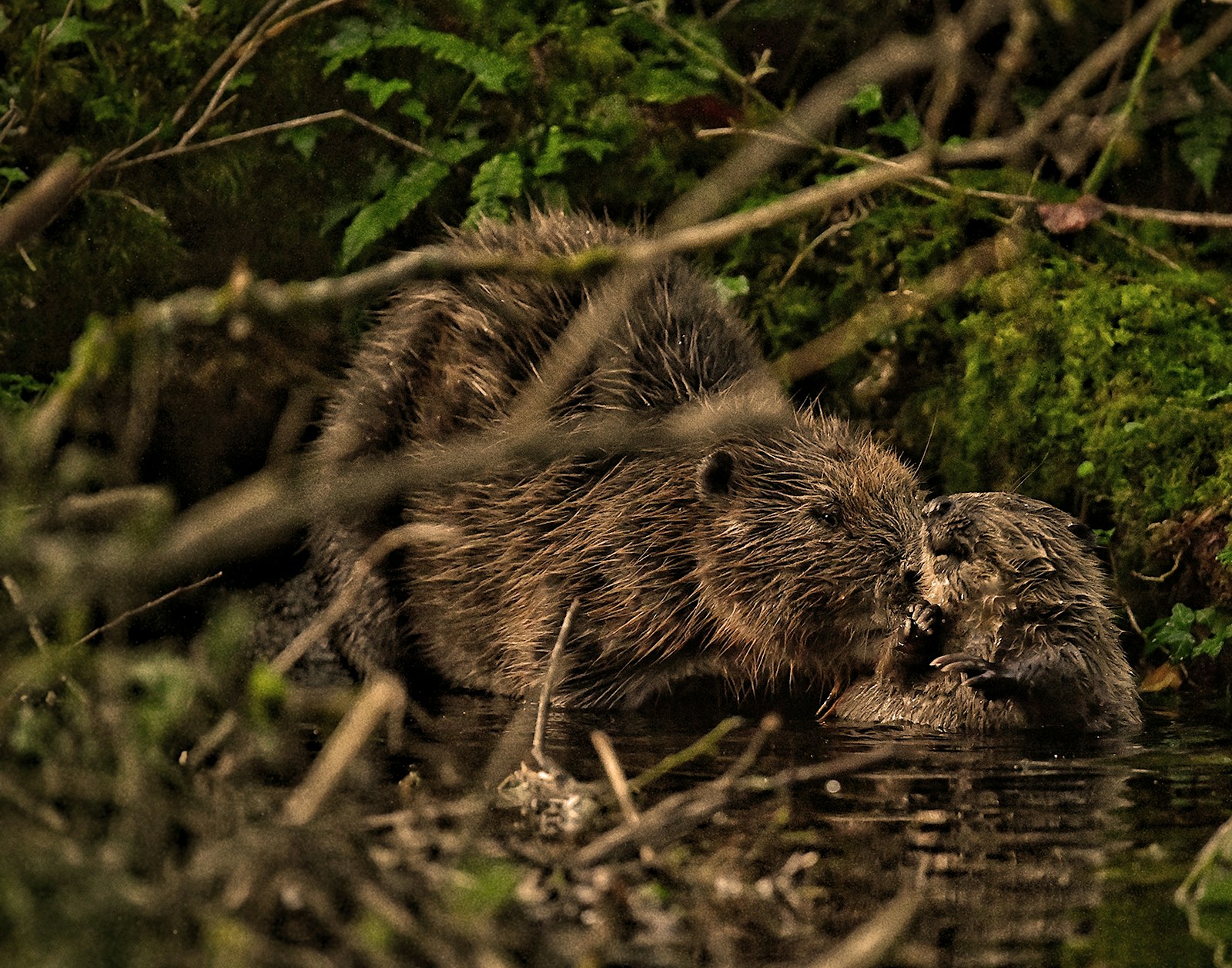 Beavers at Cabilla Cornwall