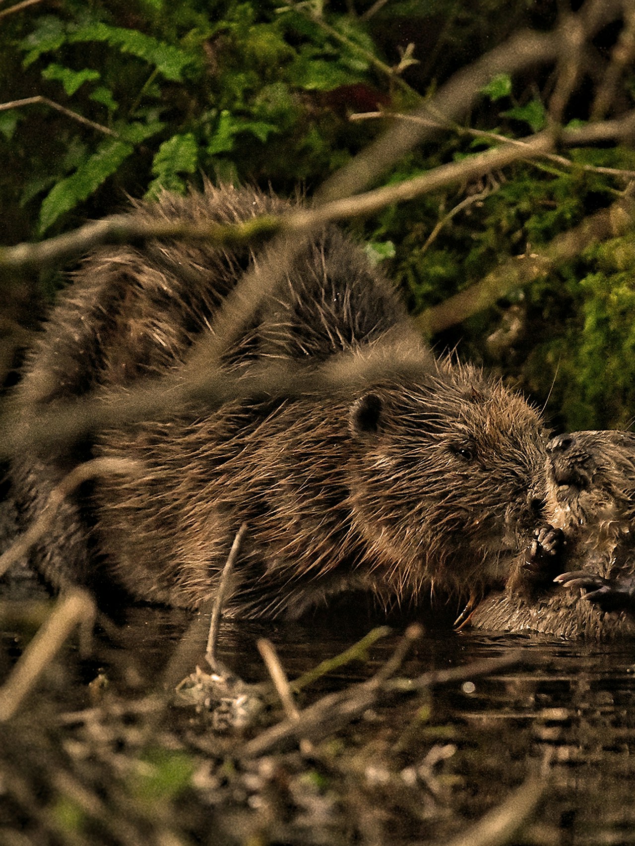 Beavers at Cabilla Cornwall