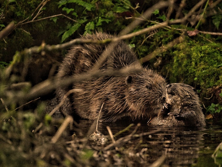 Beavers at Cabilla Cornwall
