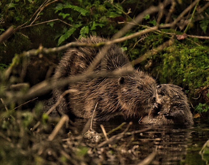 Beavers at Cabilla Cornwall