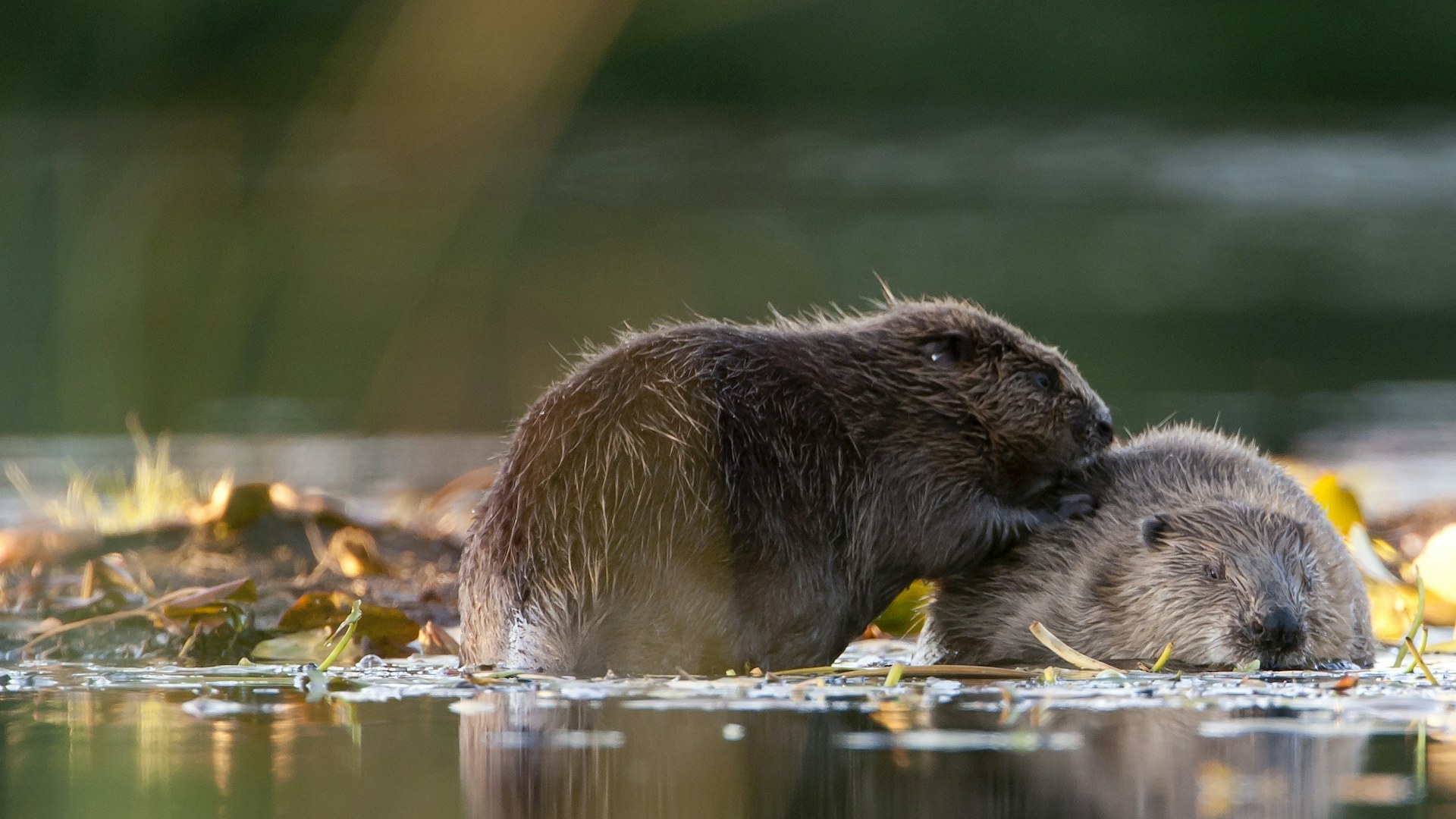Beavers preening