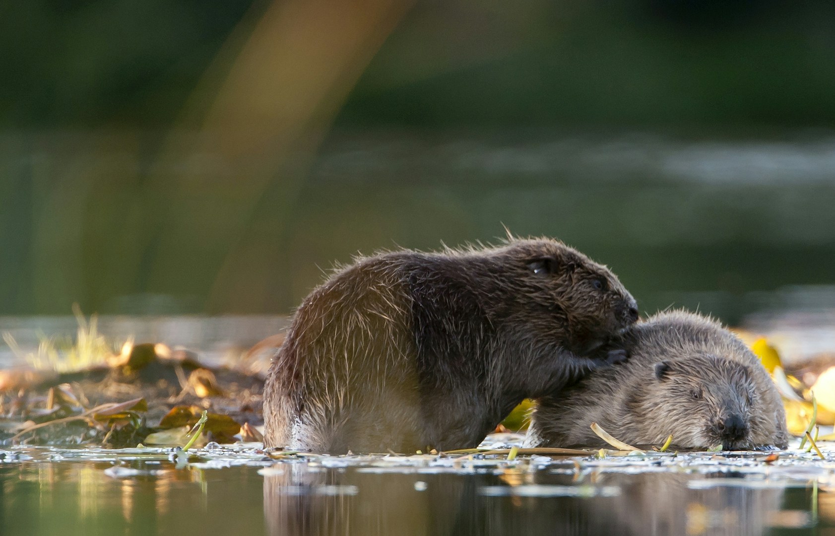Beavers preening