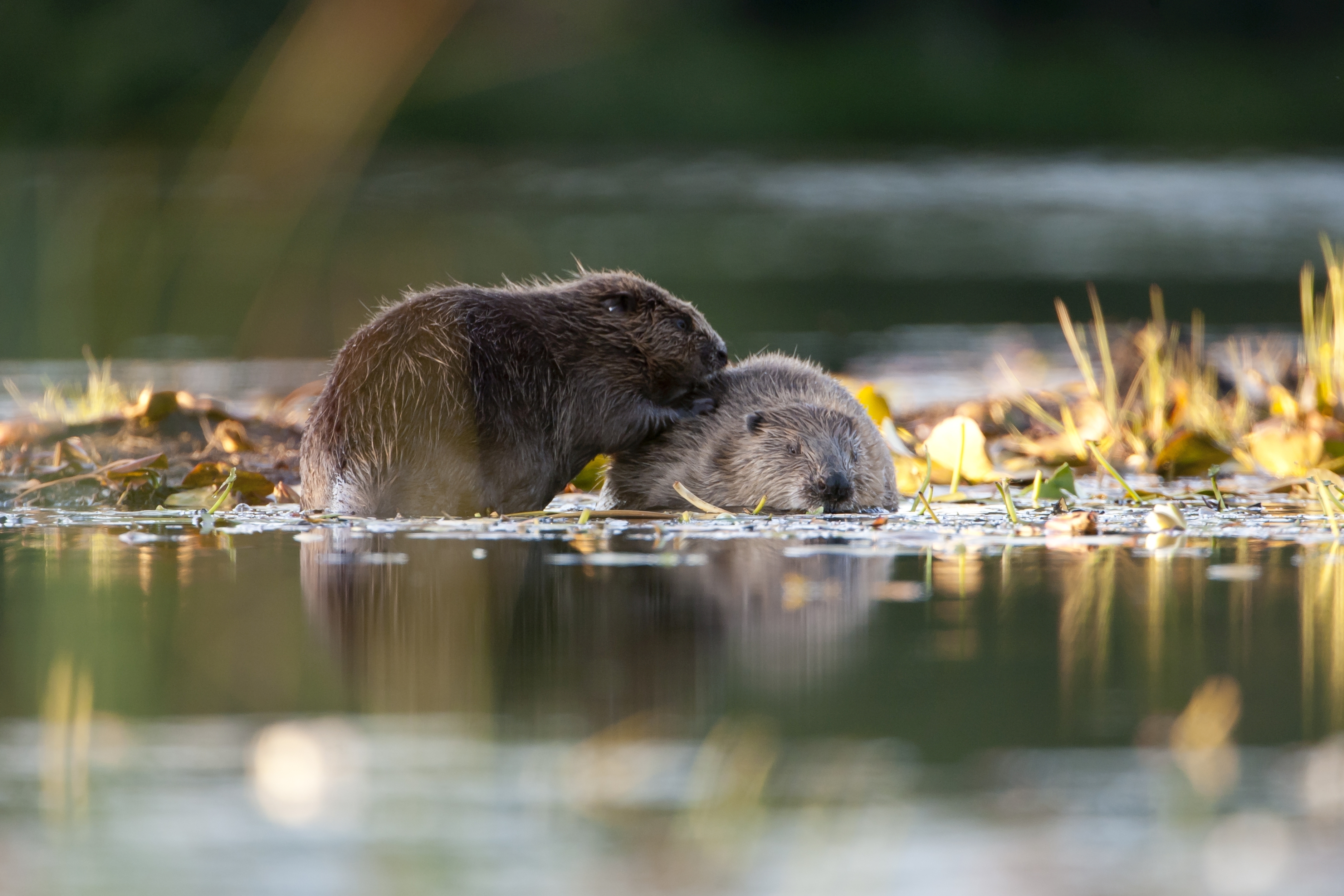 Beavers preening