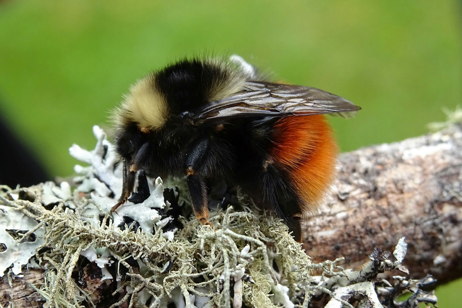 Bilberry bumblebee