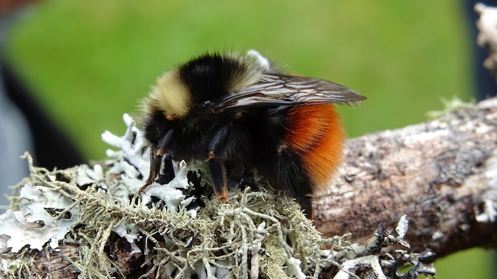 Bilberry bumblebee