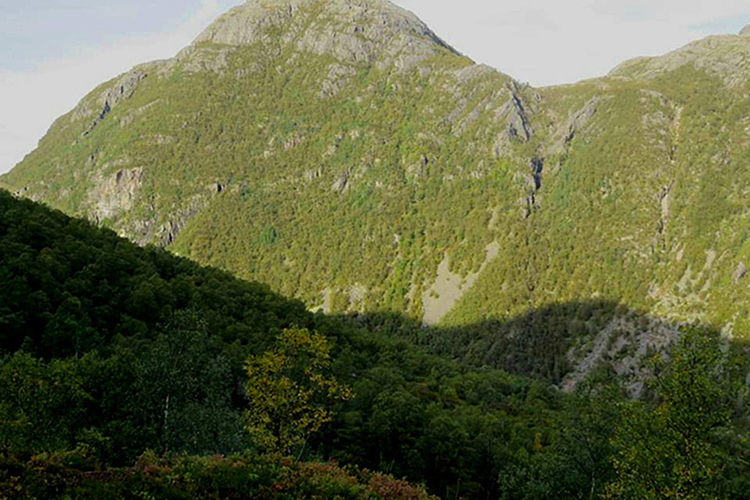 Birch and aspen on open scree
