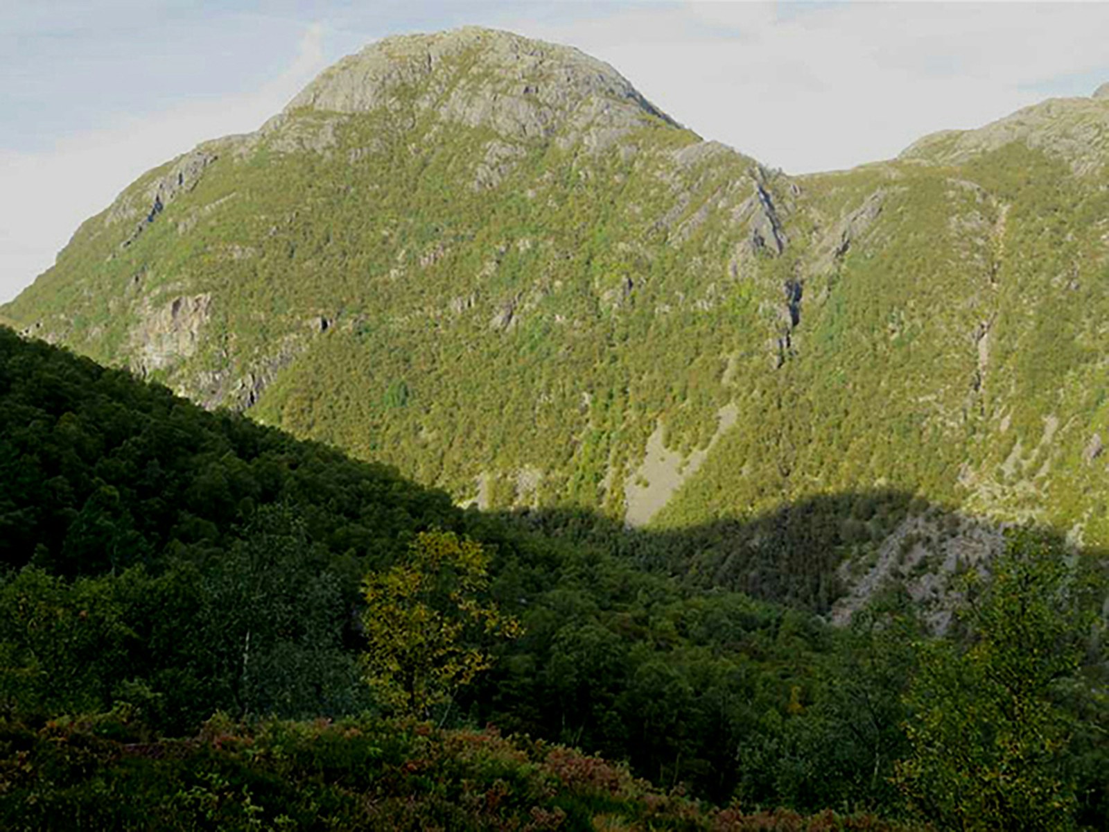 Birch and aspen on open scree