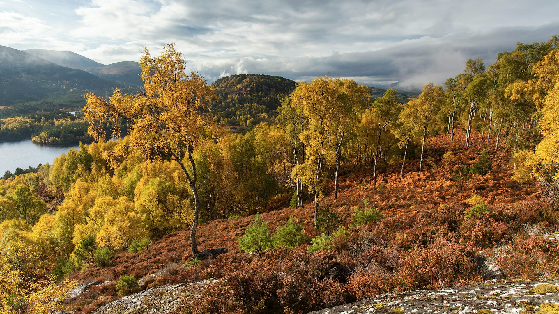 Birch woodland in autumn, Rothiemurchus Forest, Cairngorms National Park, Scotland.