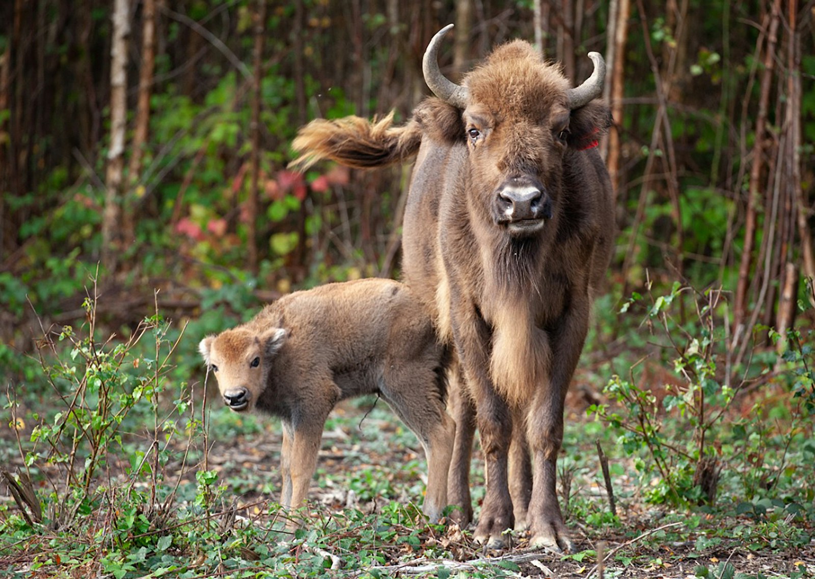 Bison and calf at Blean