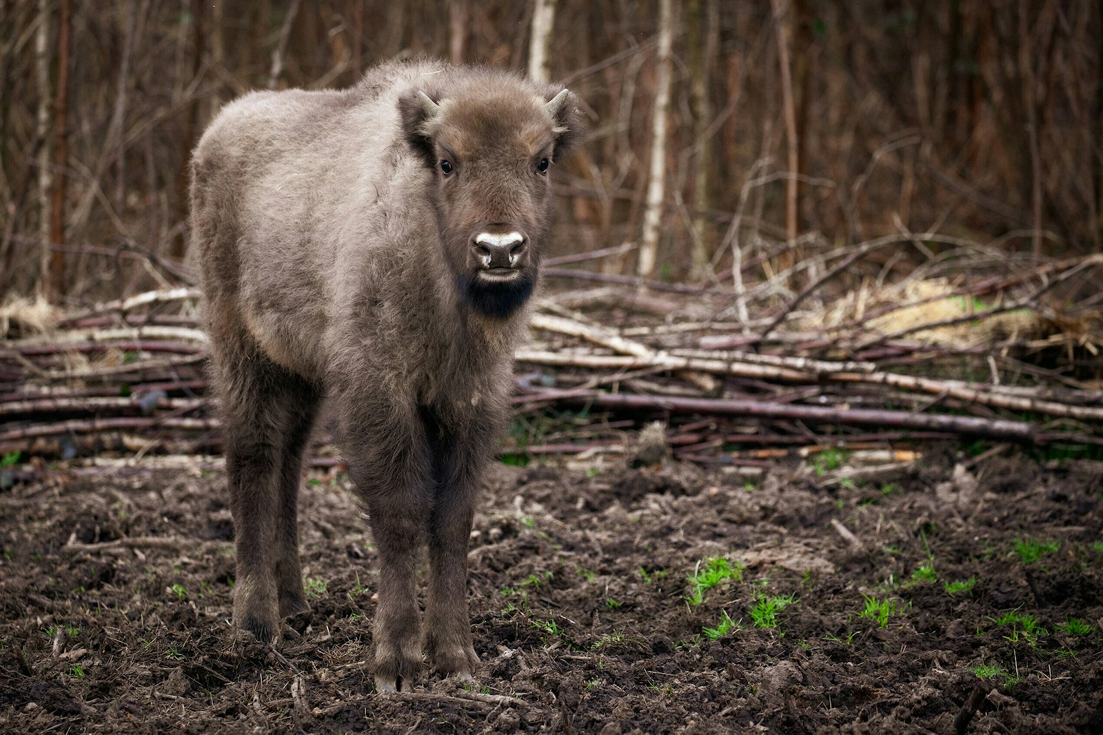 A bison calf stands and looks head on at the camera, the woodland of the Blean is seen behind