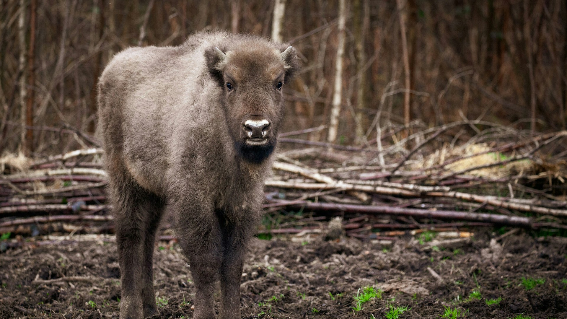 A bison calf stands and looks head on at the camera, the woodland of the Blean is seen behind