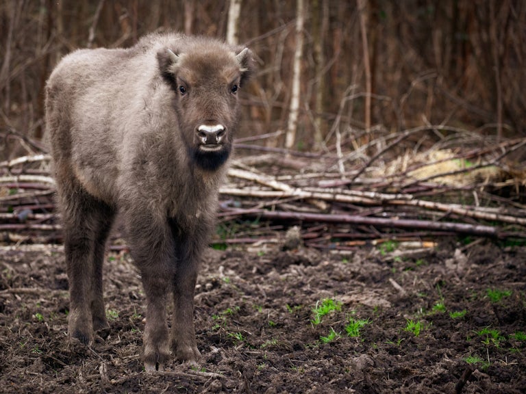 A bison calf stands and looks head on at the camera, the woodland of the Blean is seen behind