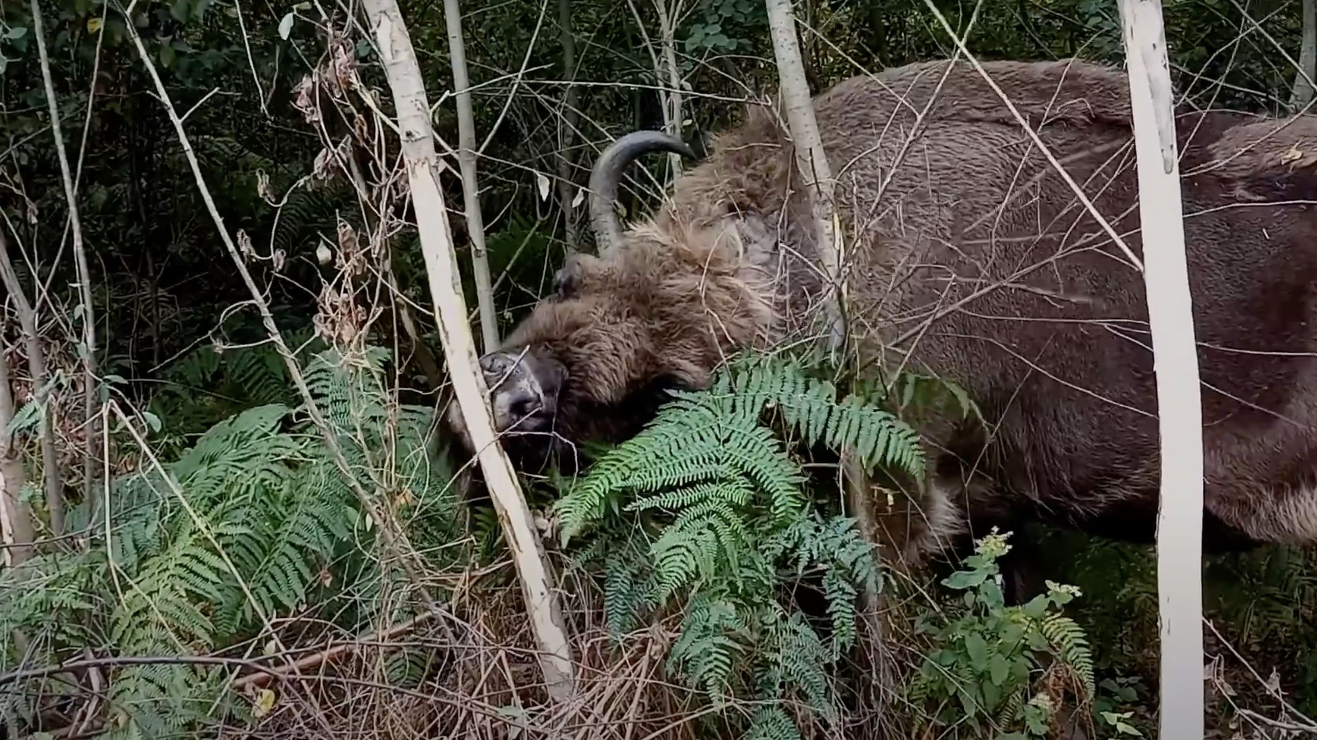Bison eating bark from trees in the Blean woodlands