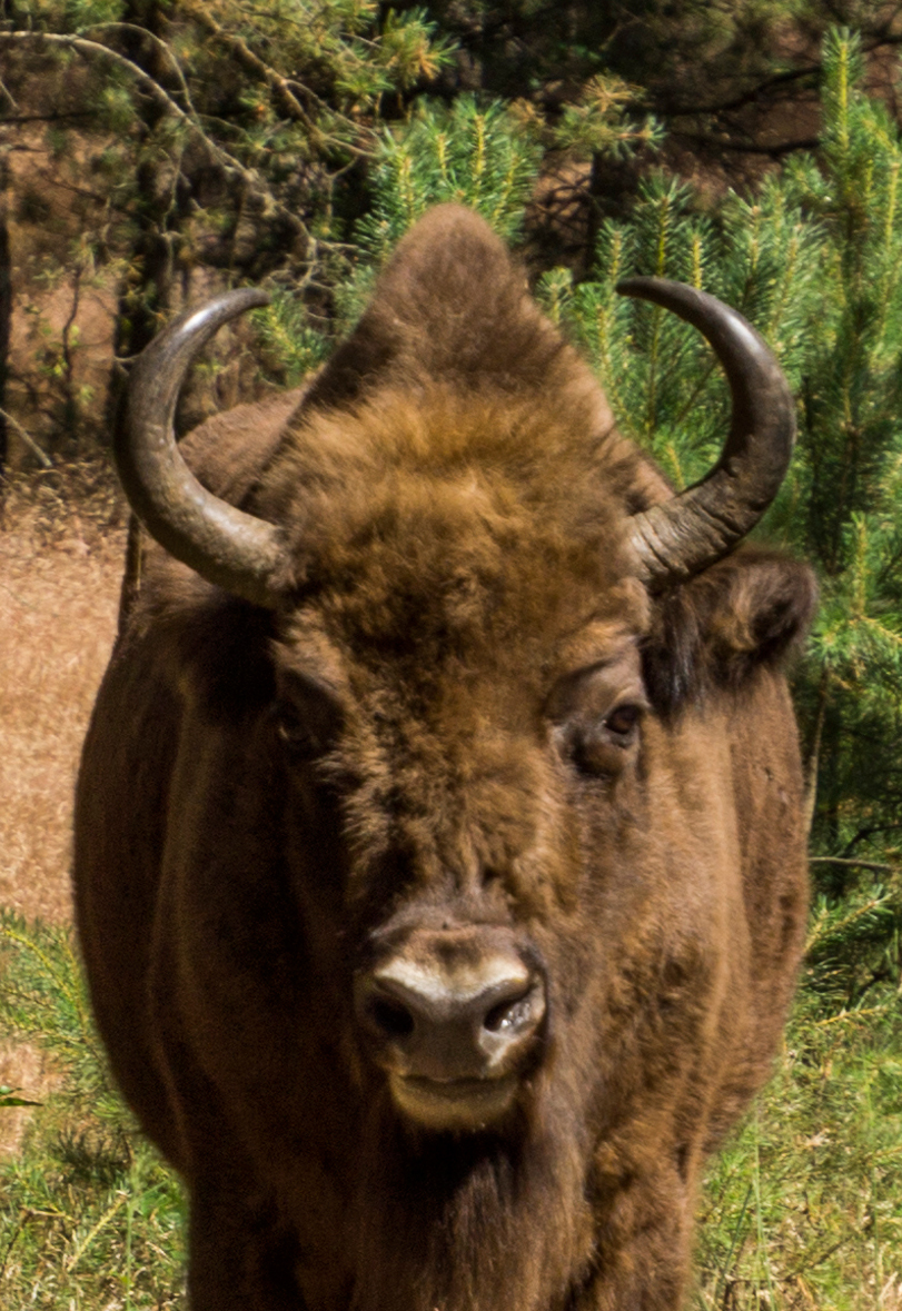 Bison portrait