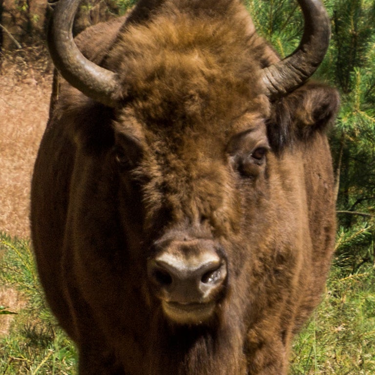 Bison portrait