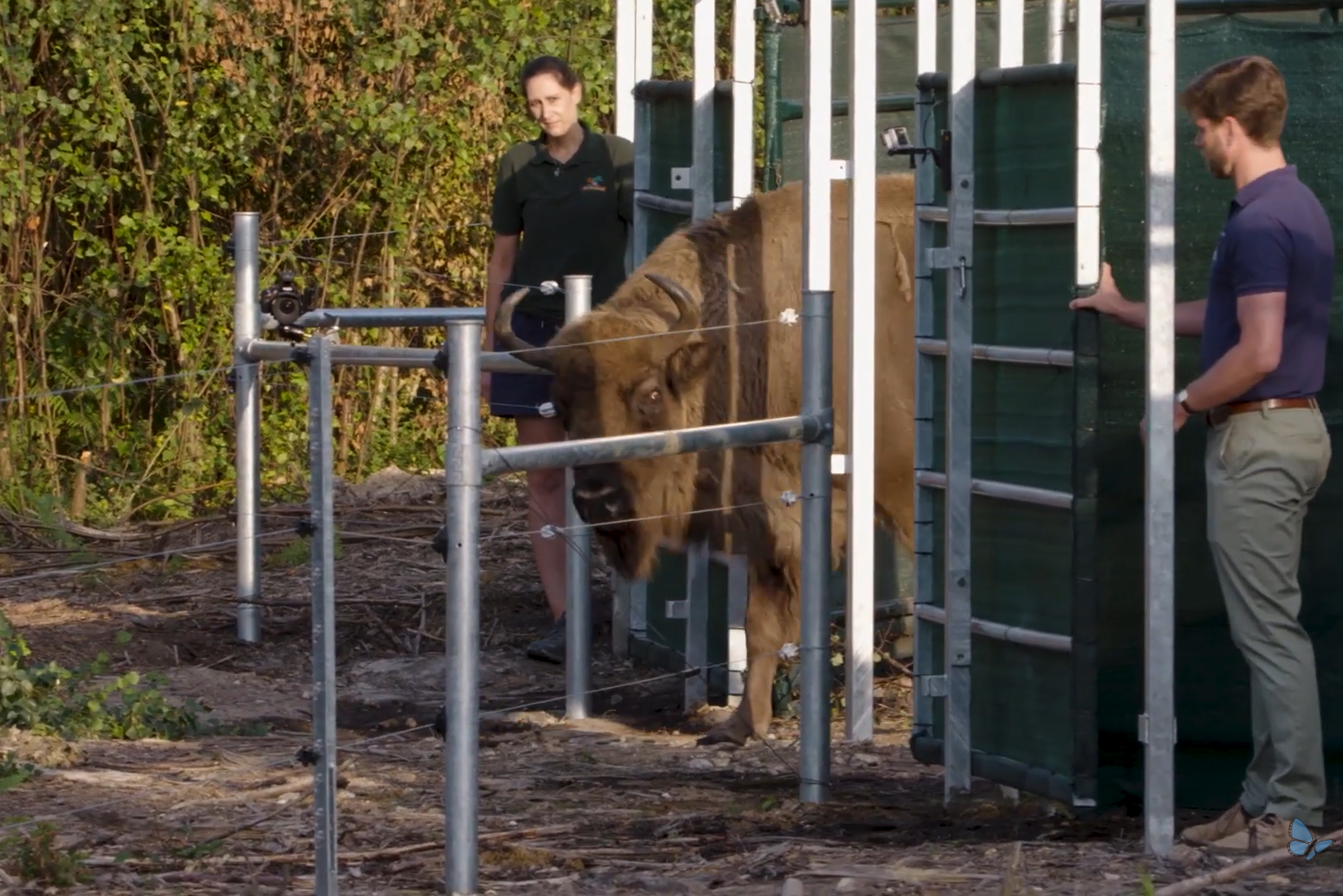 Bison release in Kent