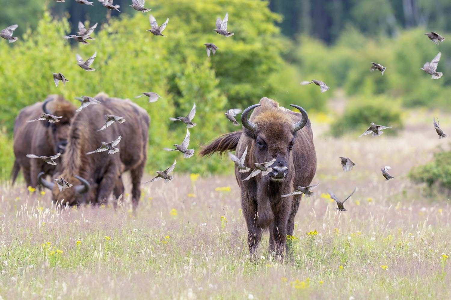 Bison with starlings