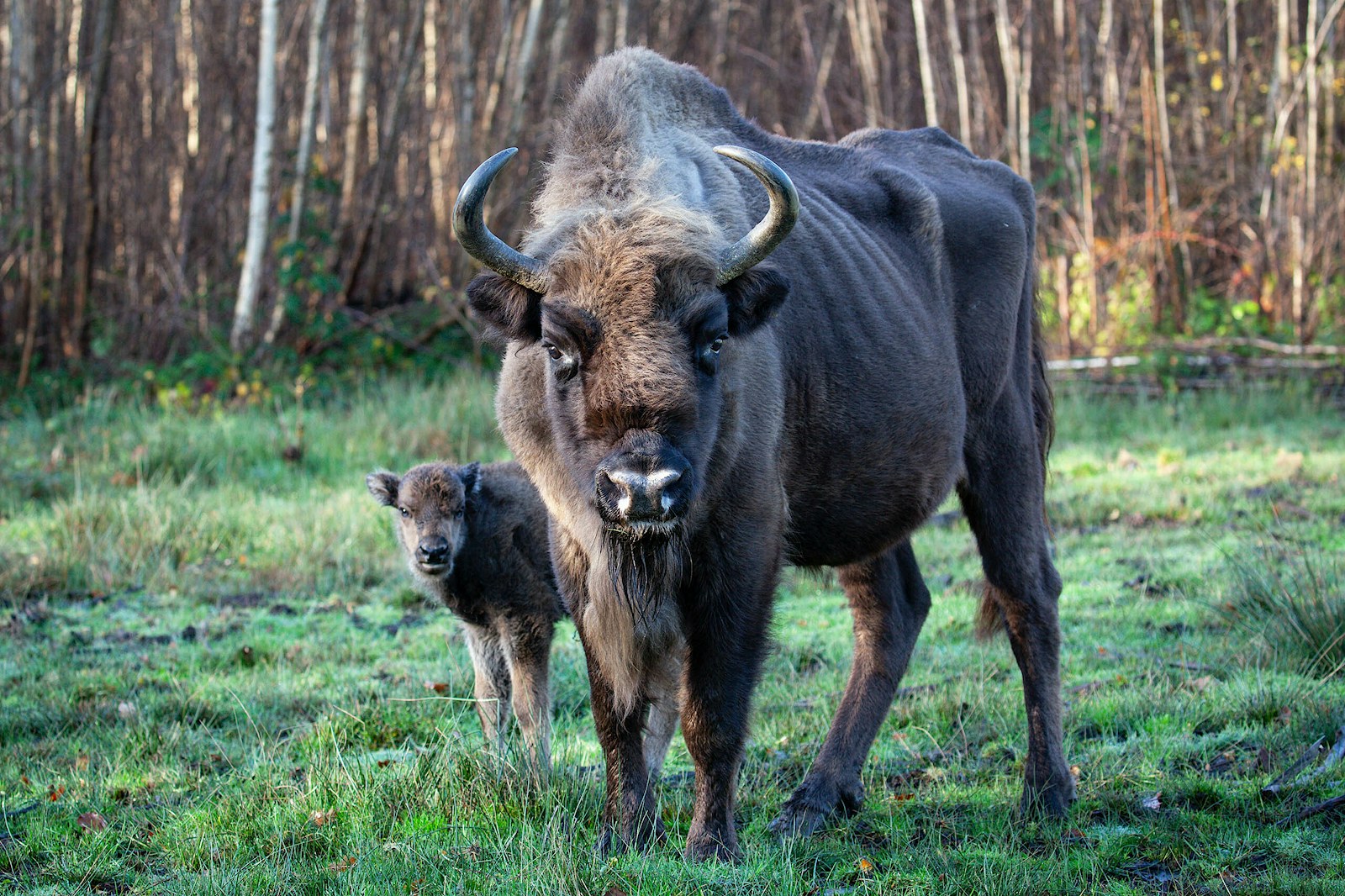 Bison with calf in Blean