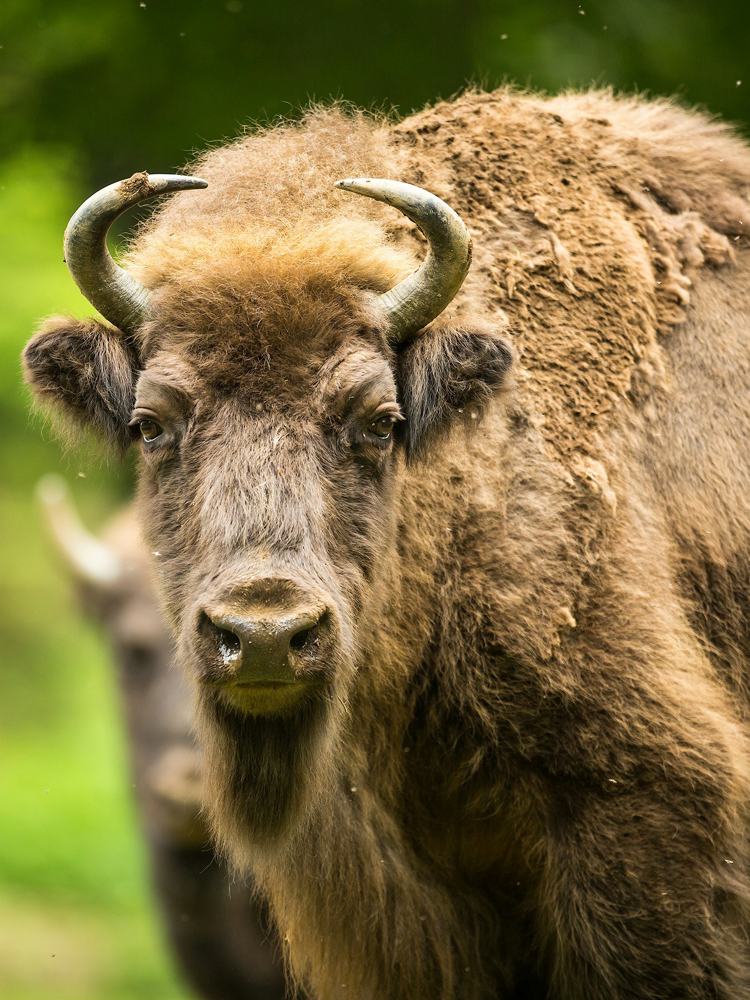 Bison
