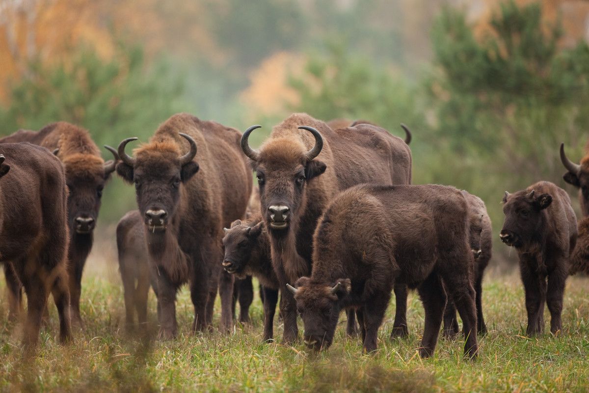 Bison Wilder Blean