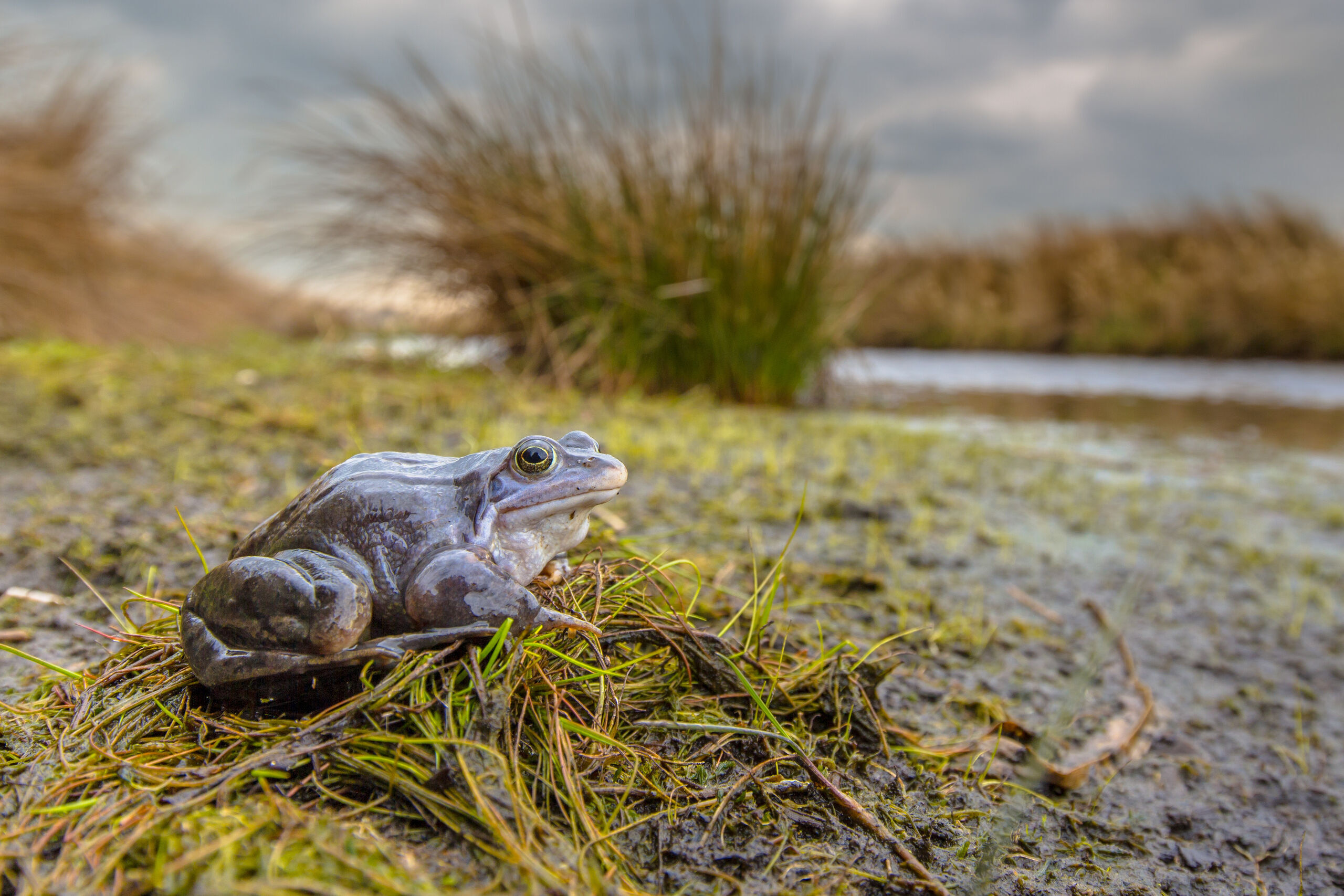 Blue moor frog on a river's edge.