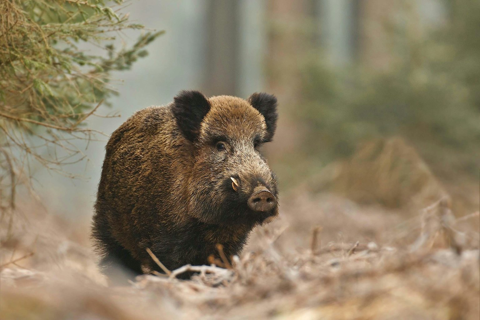Wild boar