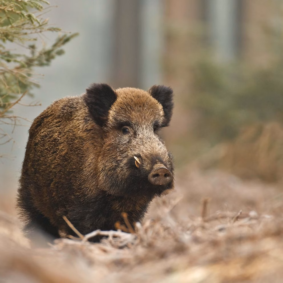 Wild boar
