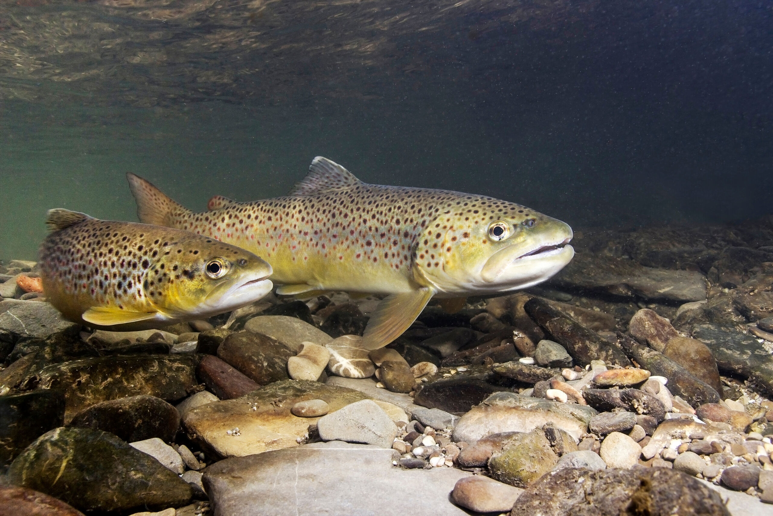 Two brown trout swimming just above a rocky river bed.