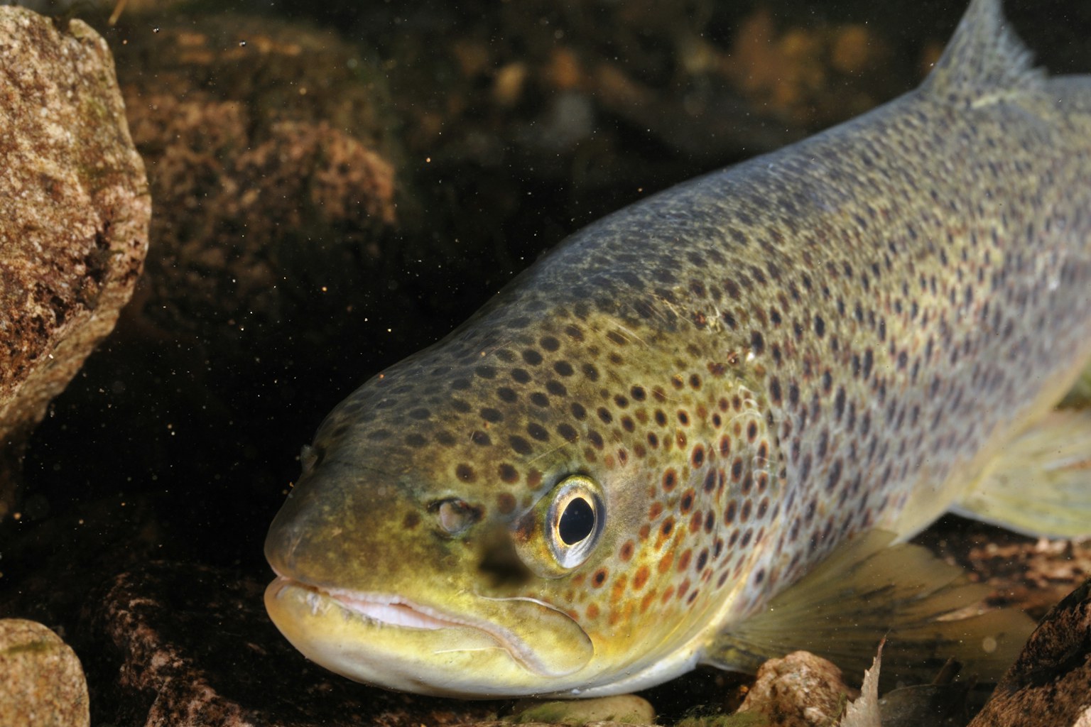 Brown trout