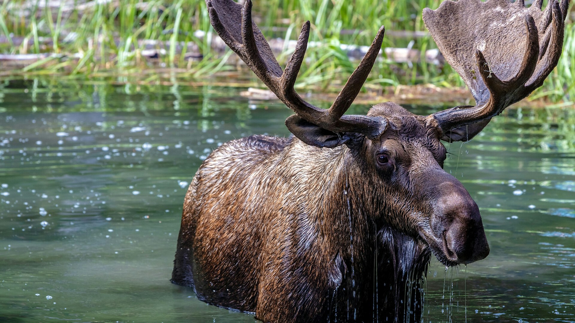 Bull moose in lake