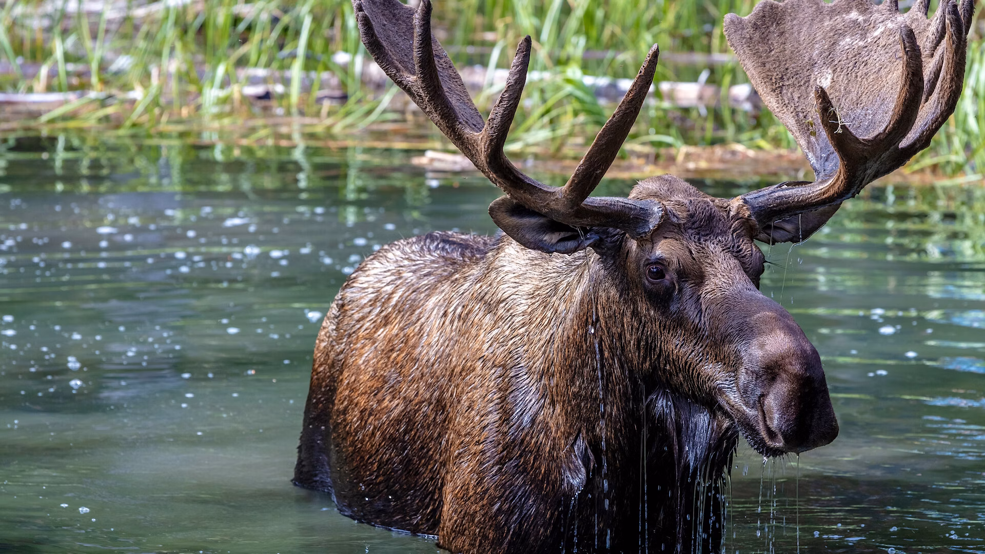 Bull moose in lake