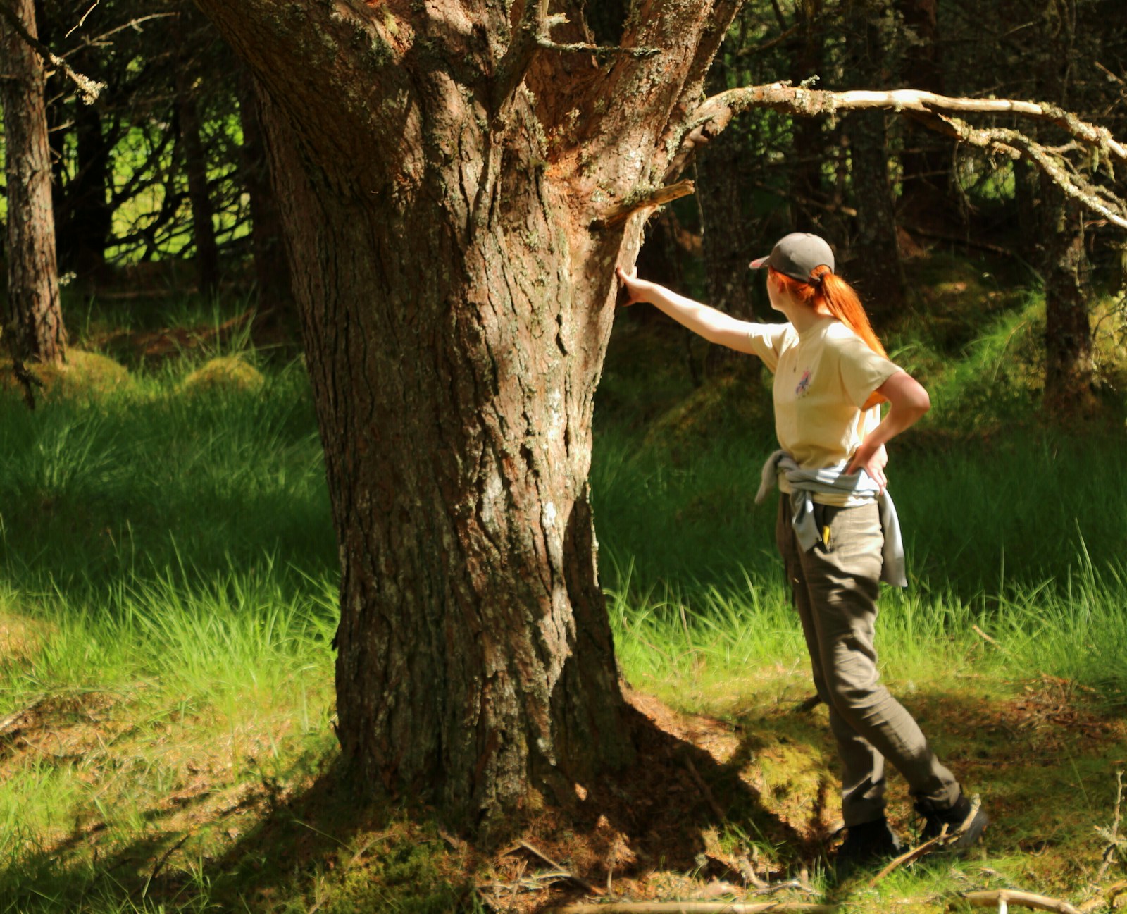 A rewilding site manager looking at a Scots pine tree