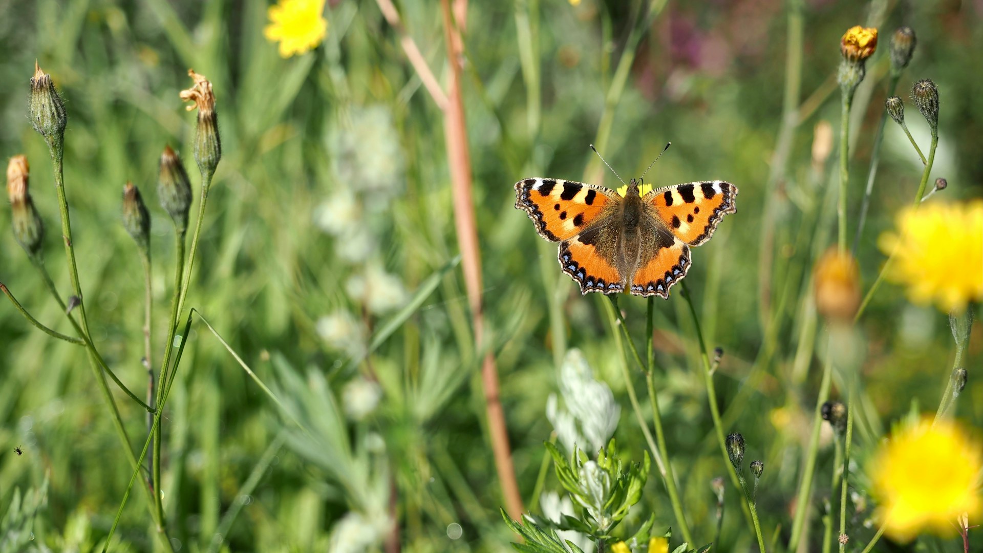 Butterfly wildflowers