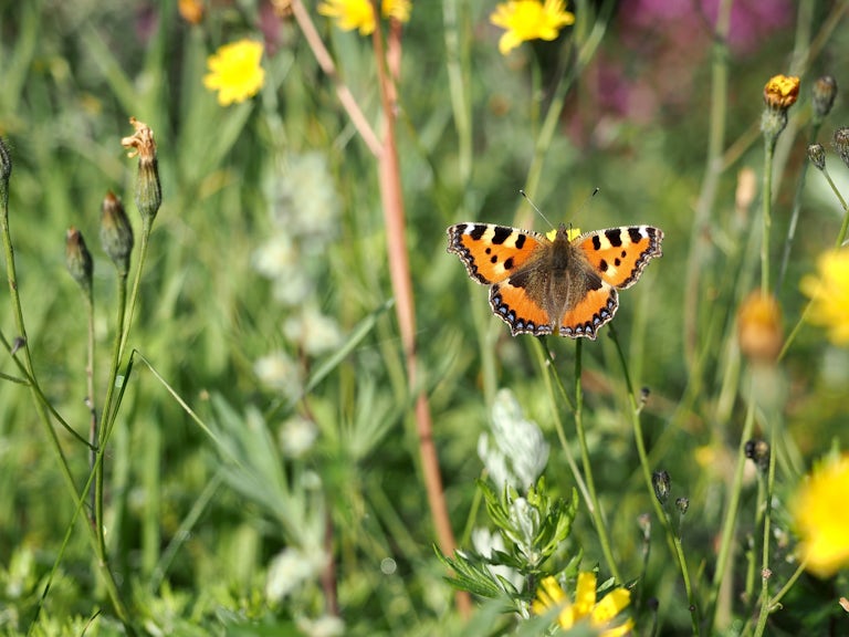 Butterfly wildflowers