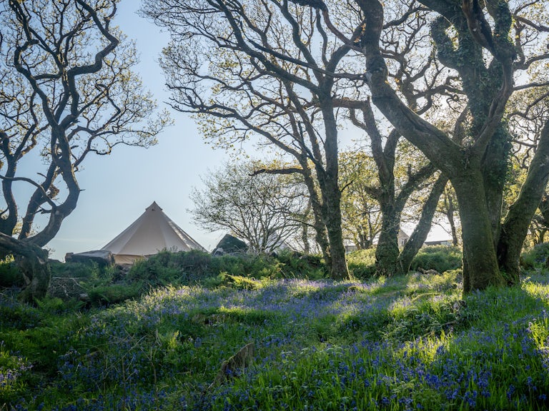 Glamping tent at Cabilla in a meadow filled with bluebells, Cornwall