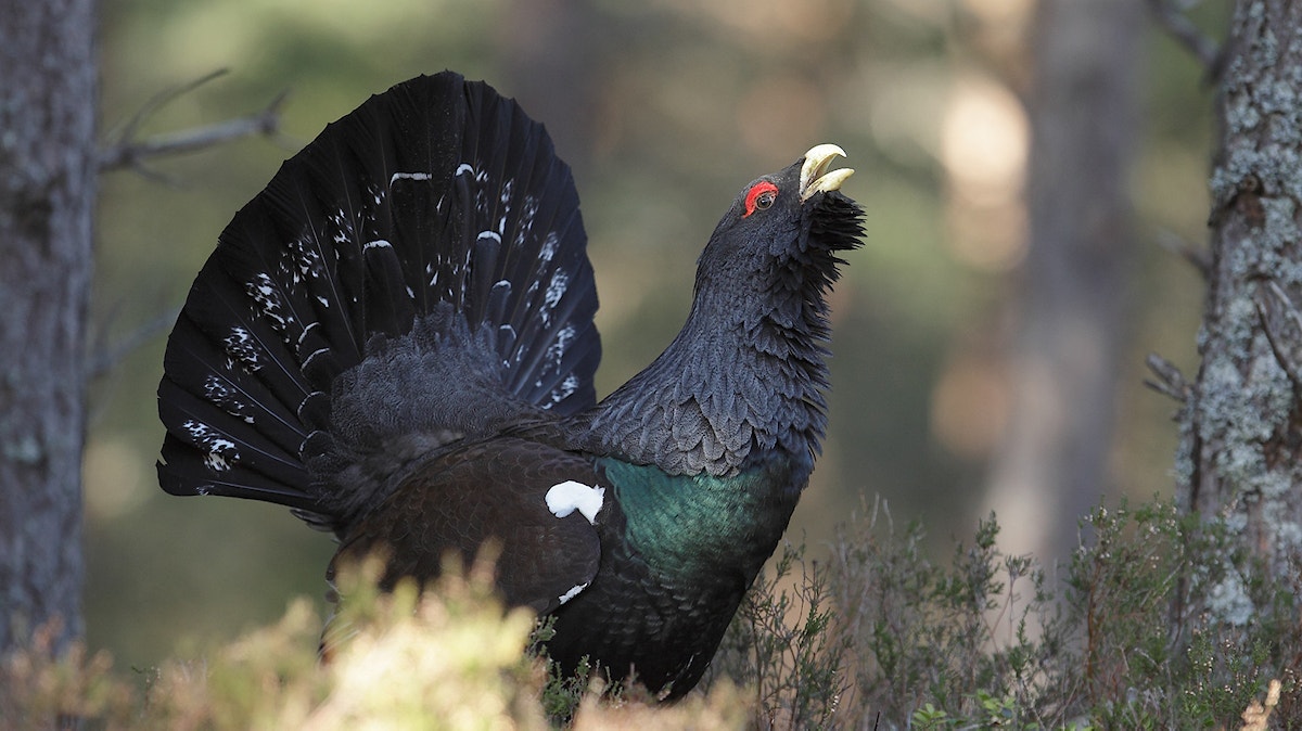 Capercaillie