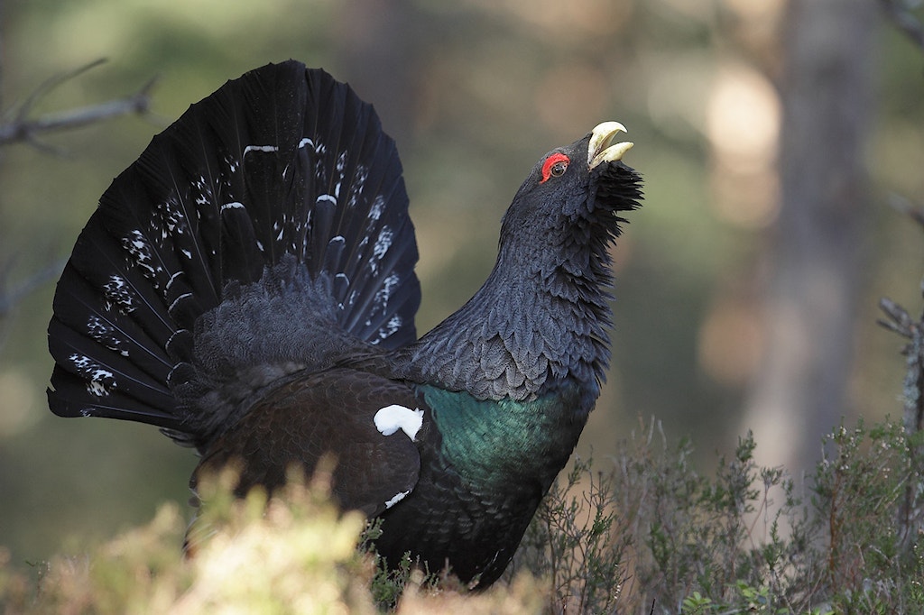 Capercaillie