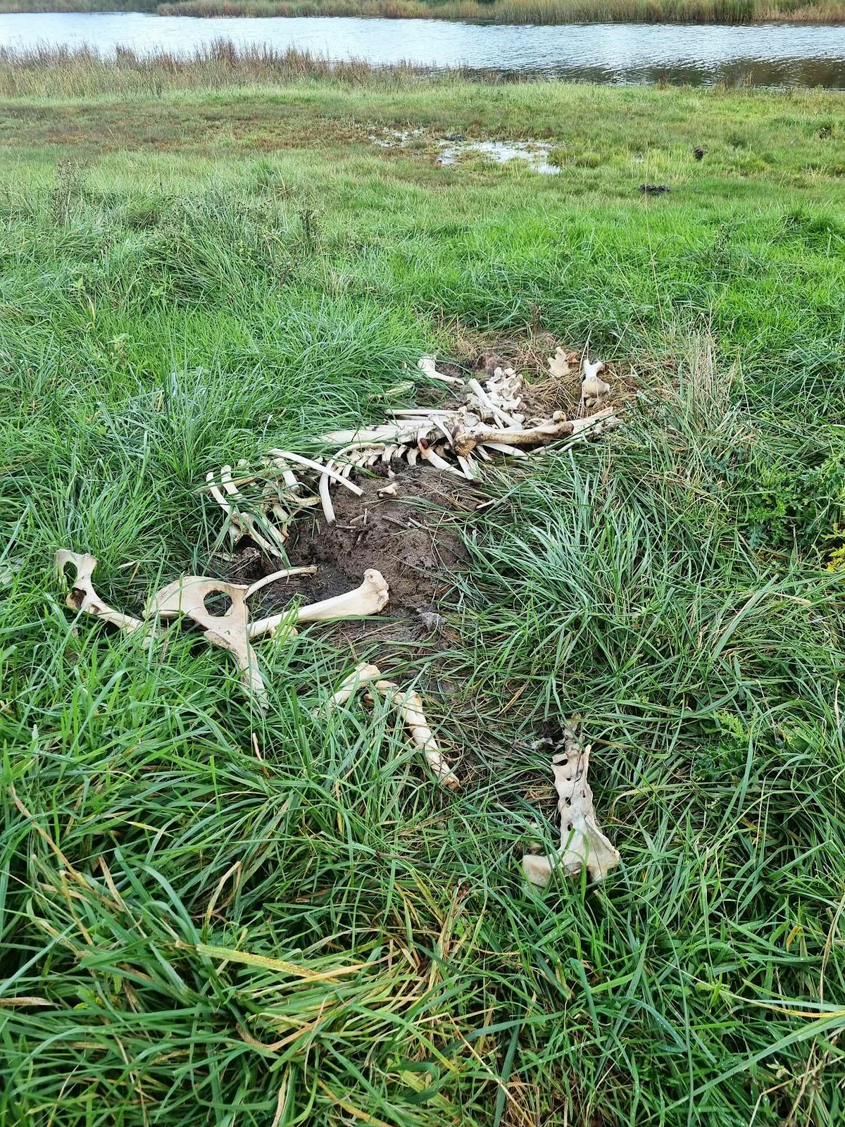 Bison Skeleton, Netherlands, Slikken van de Heen