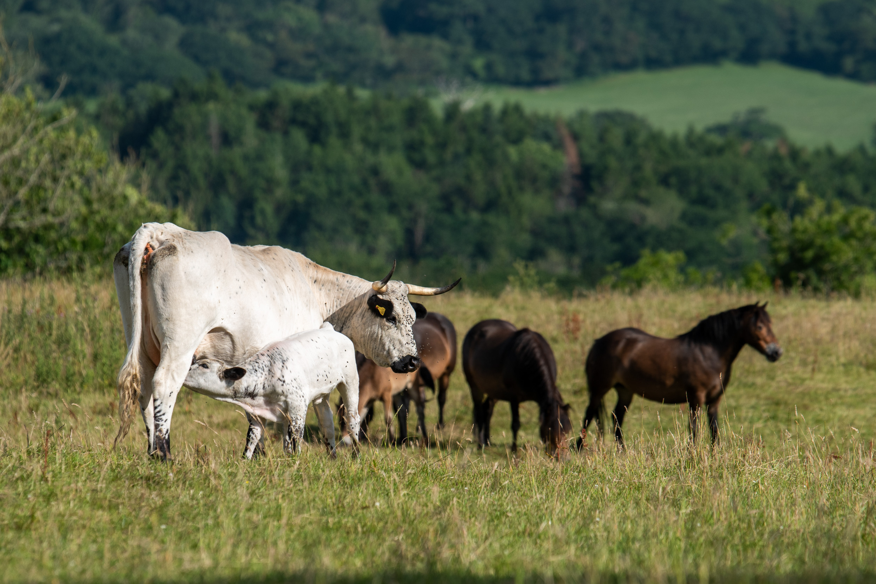Cattle and horses, West Dorset Wilding