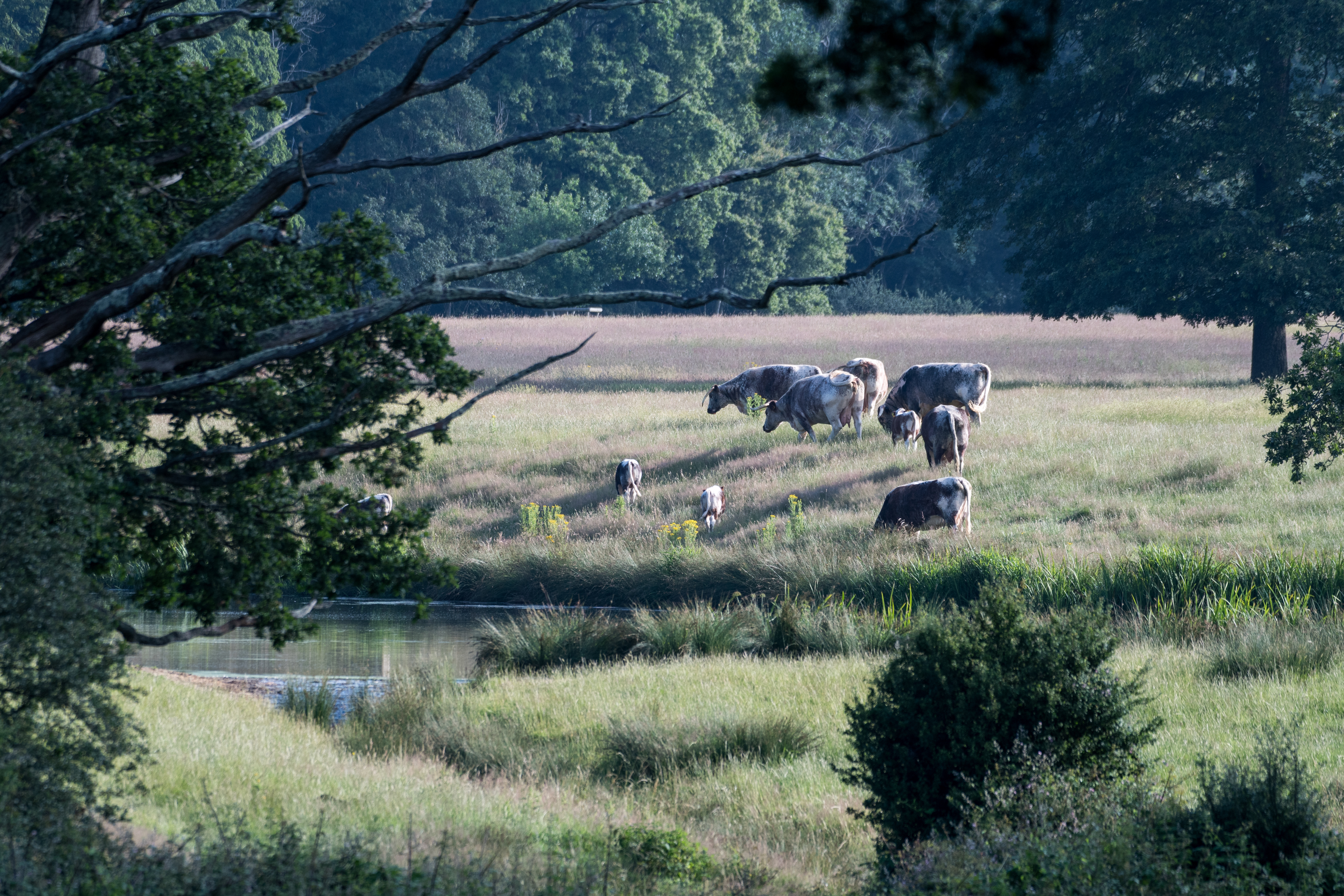 Cattle grazing in scrub with calves, Knepp.