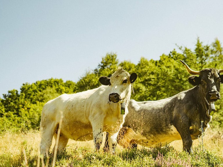 Cattle in Wales