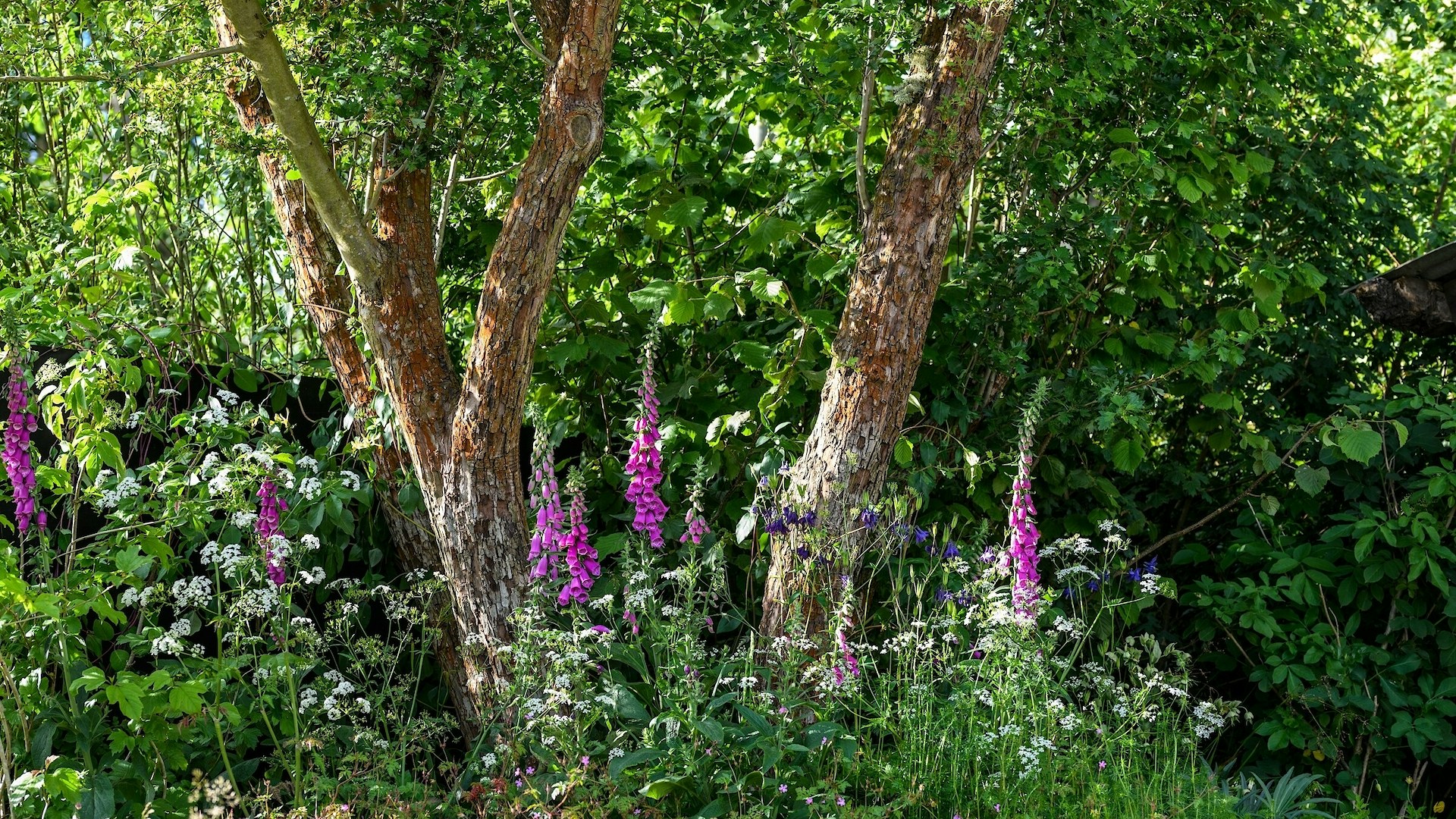 A Rewilding Britain Garden at Chelsea Flower Show