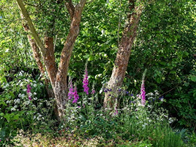 A Rewilding Britain Garden at Chelsea Flower Show