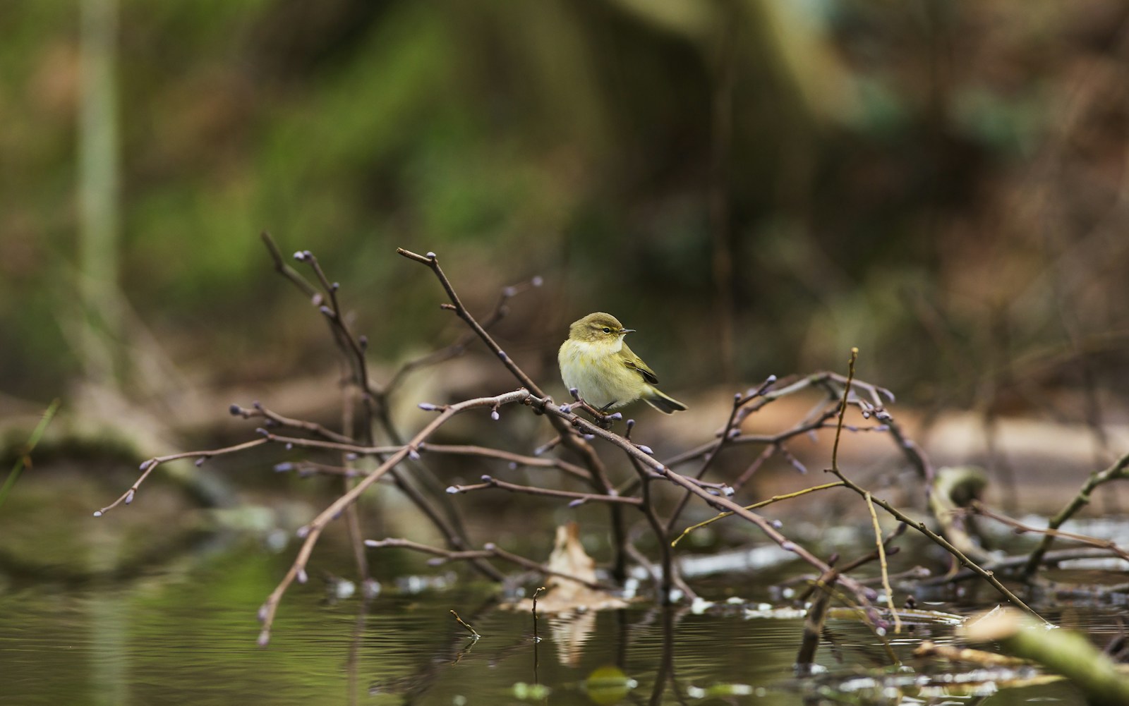 Chiffchaff on beaver dam